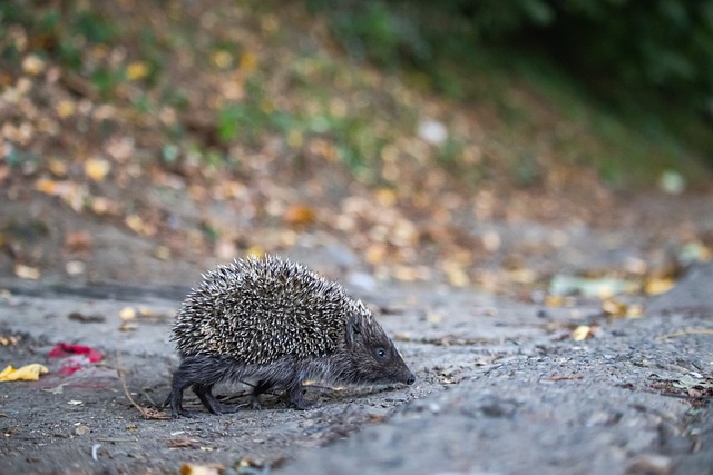年利物浦在 年利物浦在