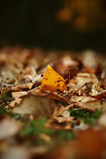 团队篮球 团队篮球